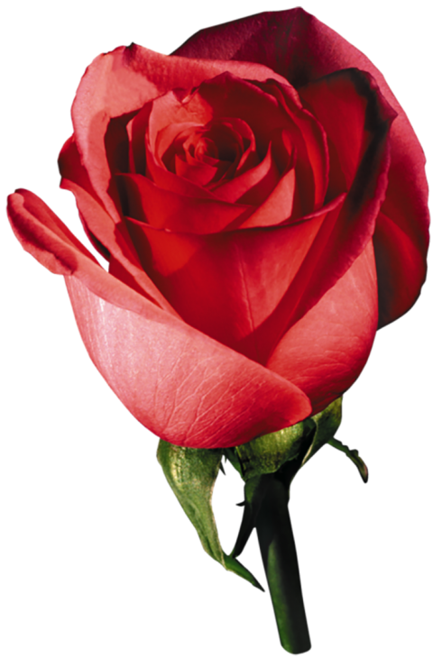 Red Rose Side View Clipart