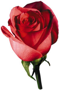 Red Rose Side View Clipart