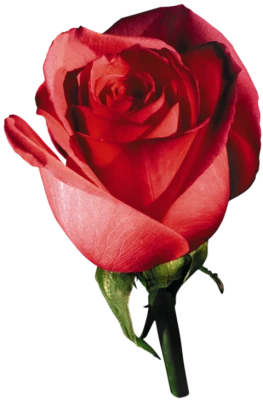 Red Rose Side View Clipart
