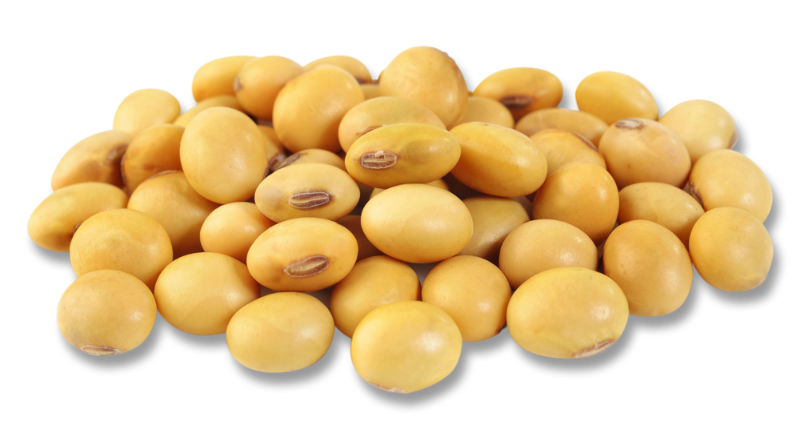 Yellow Soybeans Pile Clipart