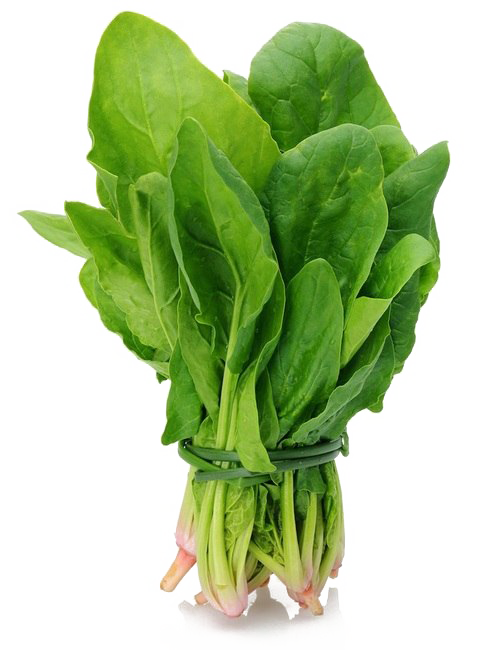 Fresh Spinach Bunch Clipart