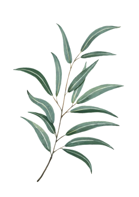 Green leaf branch, leaf PNG Image File Free Download – Clickpng