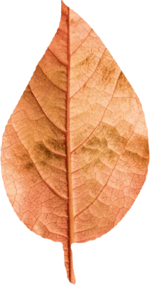 Dried Orange Leaf Free PNG