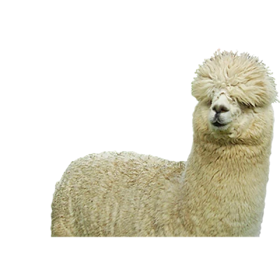 Cute Fluffy Alpaca Transparent Background