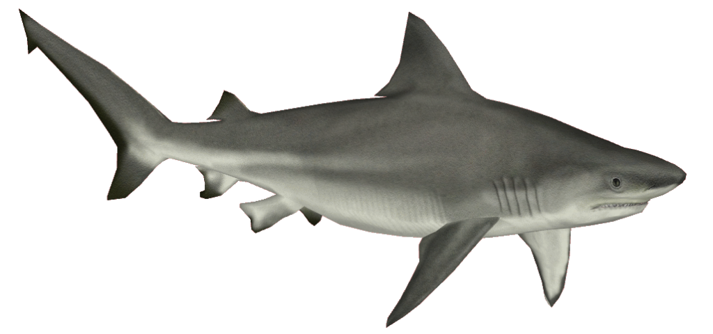 Great White Shark Clipart