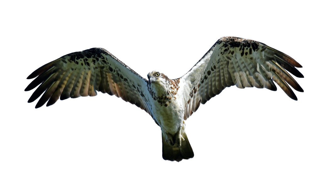Flying Osprey Bird Free Clipart