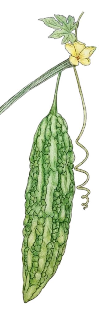 Bitter Melon Drawing Free Clipart