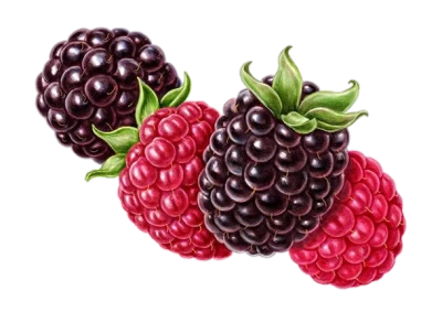 Blackberries And Raspberries PNG Image