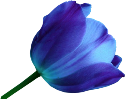 Blue Tulip Flower Free PNG