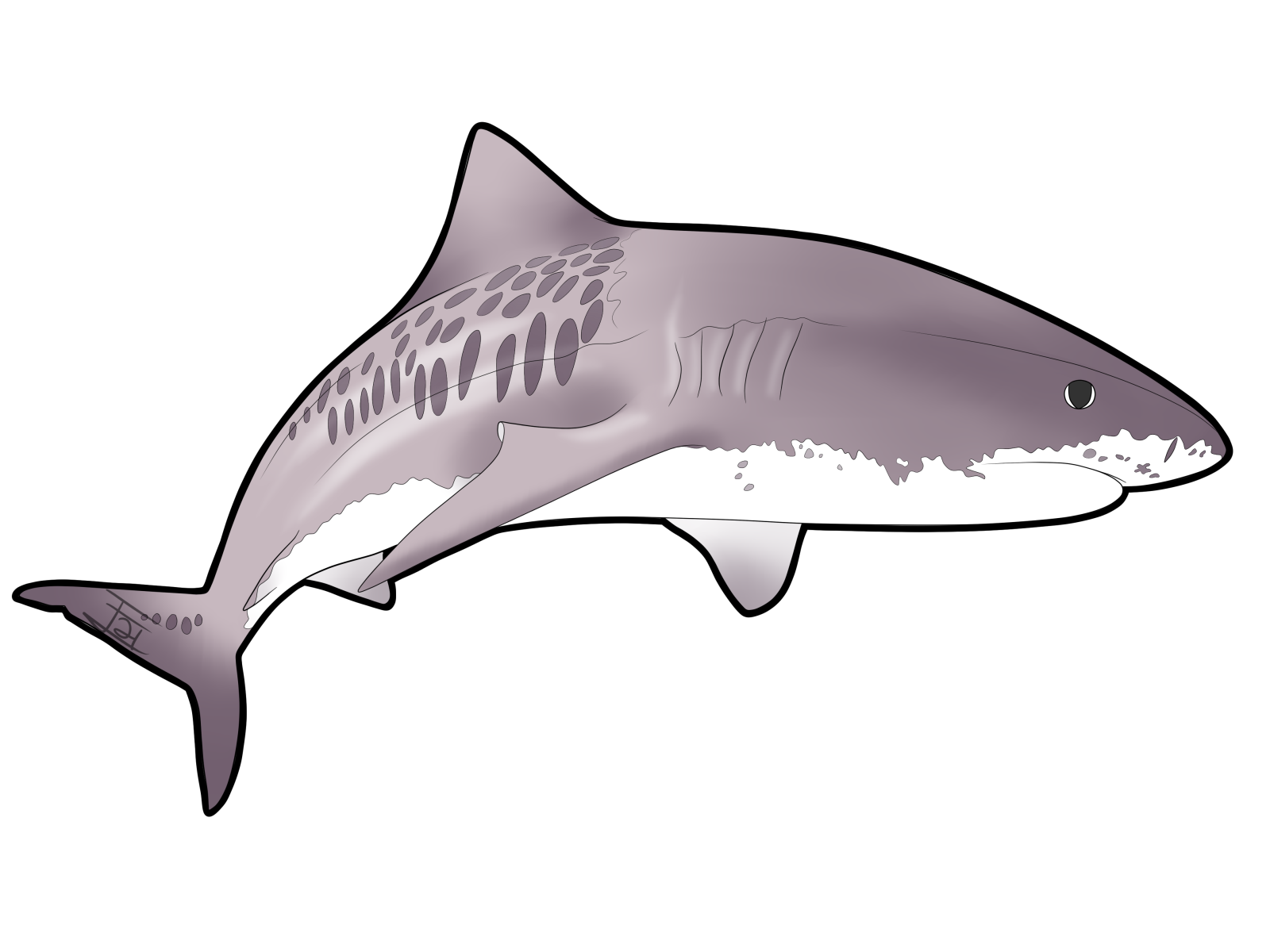 Shark Drawing Free Clipart