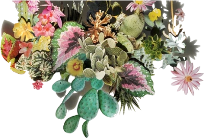 Succulent Collage PNG Image
