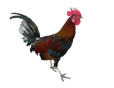 Farm Rooster Chicken Transparent Background