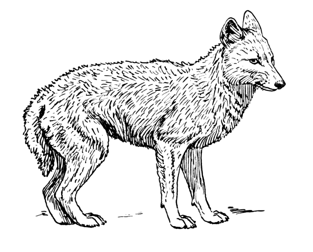Coyote Animal Sketch Clipart Clipart