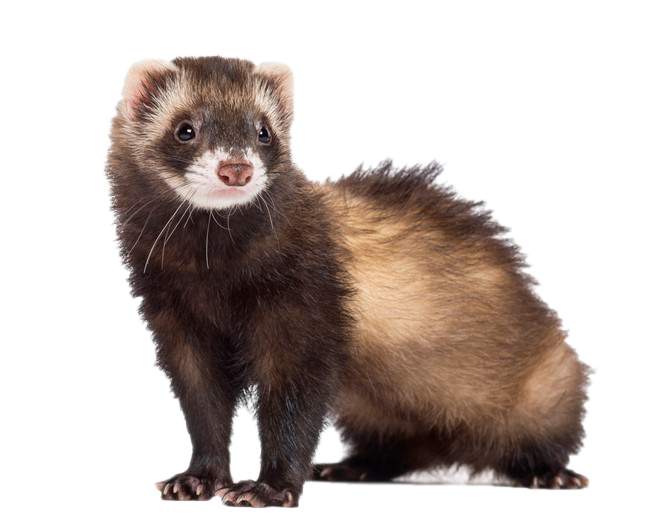 Cute Ferret Standing Free Clipart