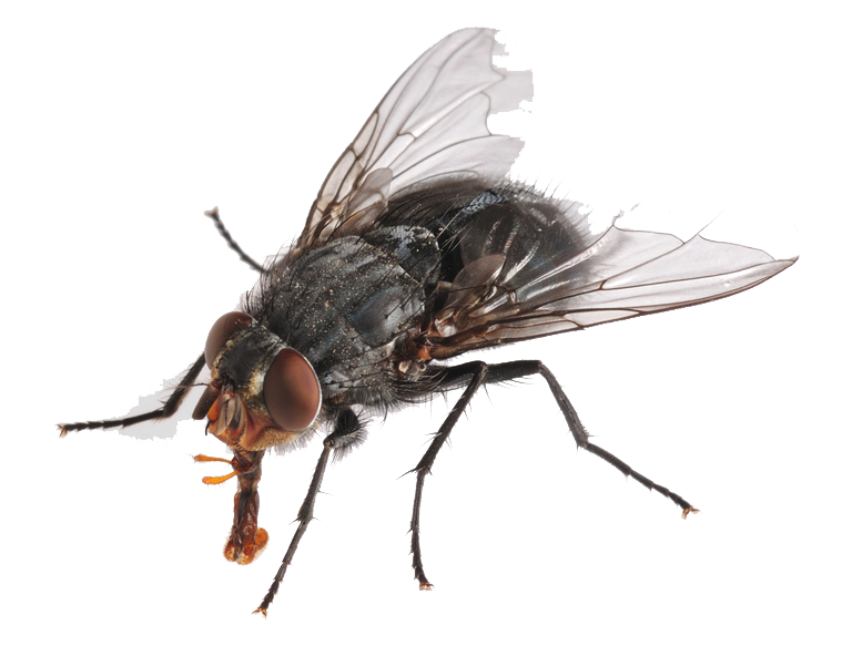 Common House Fly Insect Free Clipart