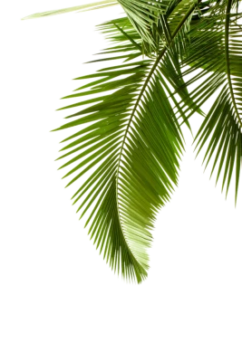 Arecaceae Tree Euclidean Leaf, palm tree background, palm tree, beach, tree Branch PNG Image File Free Download – Clickpng
