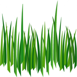Green Grass Vector Clipart PNG Image