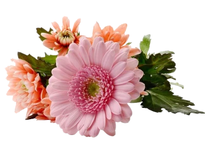Pink And Orange Daisy Flowers Clipart