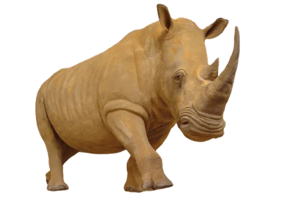 Wild Rhinoceros Animal Transparent Background