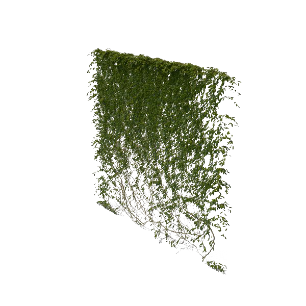 Green Ivy Vine Wall Clipart