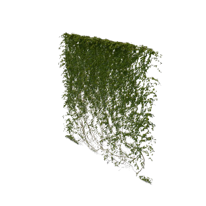 Green Ivy Vine Wall Clipart