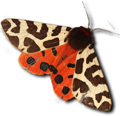 Garden Tiger Moth Free PNG