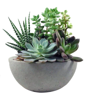 Cactus Plants Should Not Be Gifted, Myth Since Cactus plants are prickly PNG Image File Free Download – Clickpng