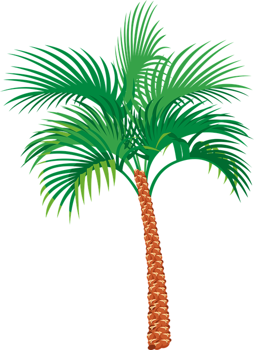 Green Tropical Palm Tree Vector Free Clipart