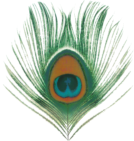 Beautiful Peacock Feather Free Clipart