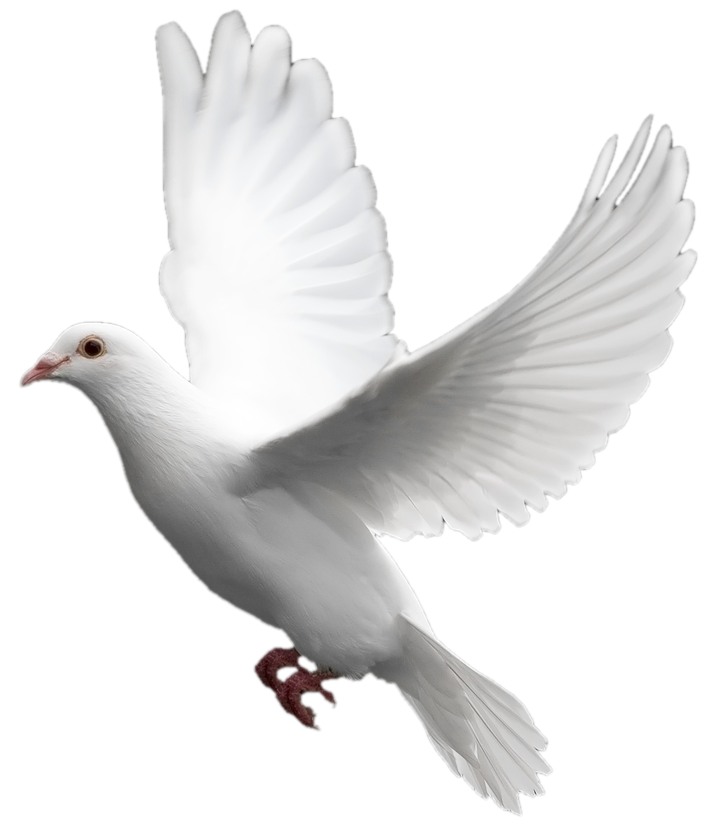 Flying White Dove Peace Bird Free Download