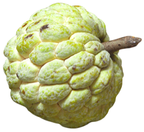 Green Sugar Apple Custard Apple Free Clipart