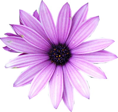 Purple Daisy Flower Top View Free PNG