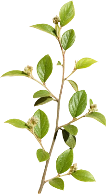 Tree Branch, green tree illustration, image File Formats, PNG Image File Free Download – Clickpng