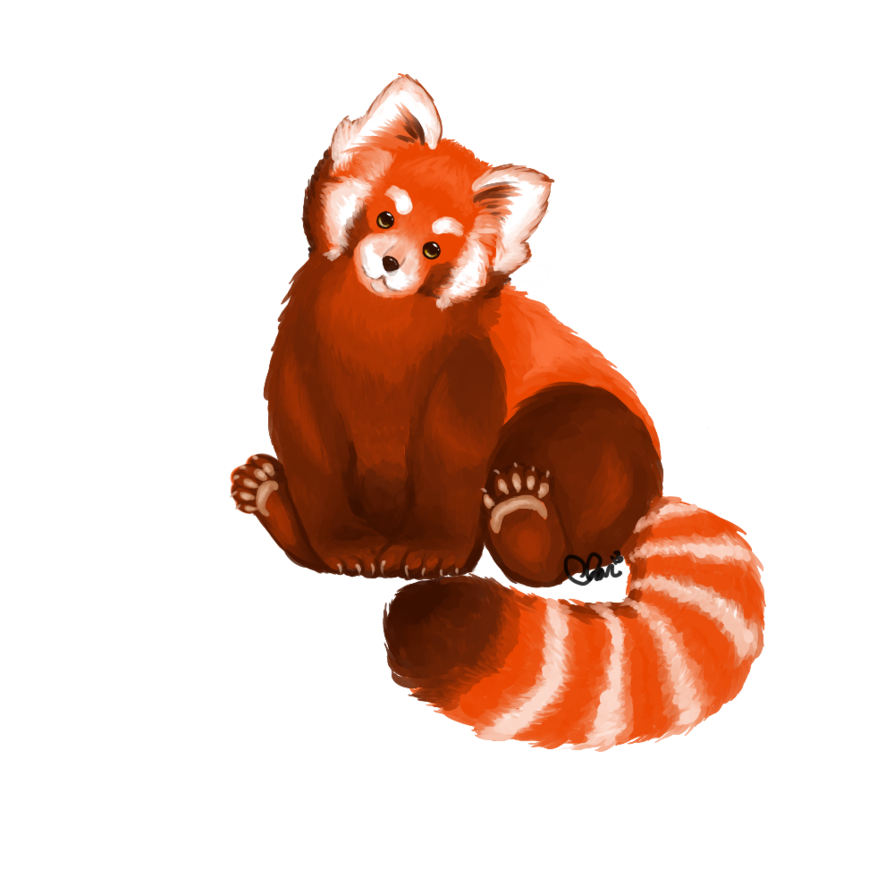 Cute Red Panda Drawing Free Clipart