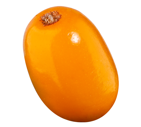 Orange Sea Buckthorn Berry Free Download