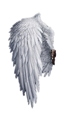 Single White Angel Bird Wing Free PNG