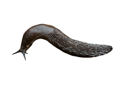 Black Garden Slug Animal Free Clipart