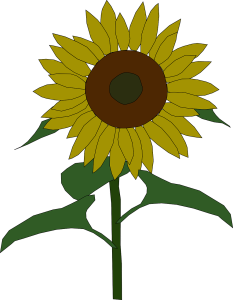 Yellow Sunflower Blossom Clipart Free PNG