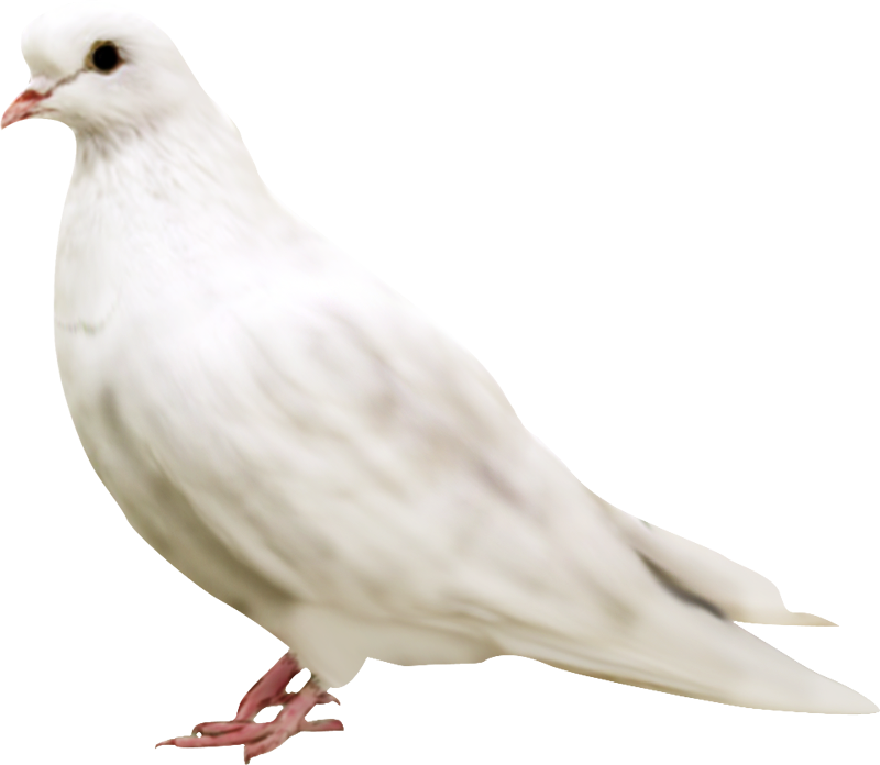 Beautiful White Flying Dove Free Clipart