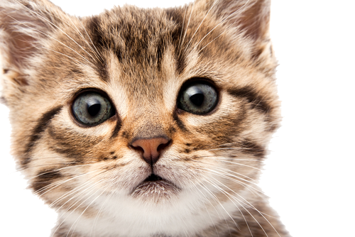 Cute Kitten Face Close Up Free Clipart