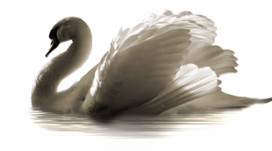 White Swan Artistic Lighting Free Clipart