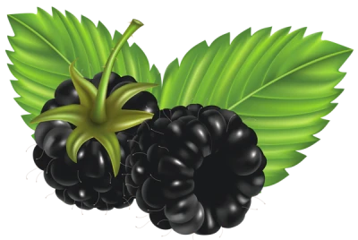 Two Fresh Blackberries With Leaves Free PNG