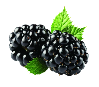 Fresh Blackberries Berry Fruit Clipart