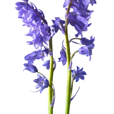 Bluebells Flowers Spring Flora Free PNG