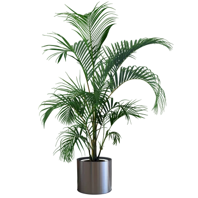 Green leafed plant, Houseplant Bonsai Flowerpot, Indoor plants PNG Image File Free Download – Clickpng