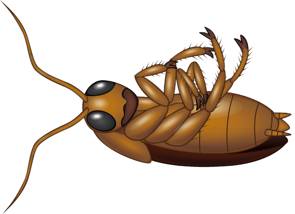 Dead Cockroach Bug Illustration Free Clipart