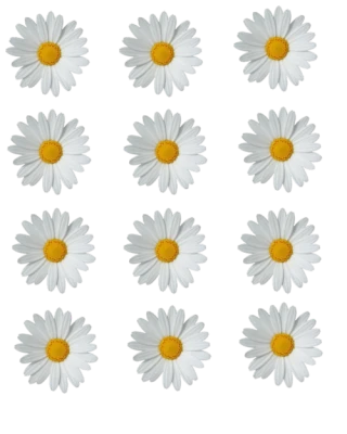 White Daisies Grid Pattern Clipart