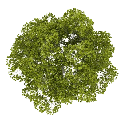 Populus nigra Tree Plan, tree plan PNG Image File Free Download – Clickpng