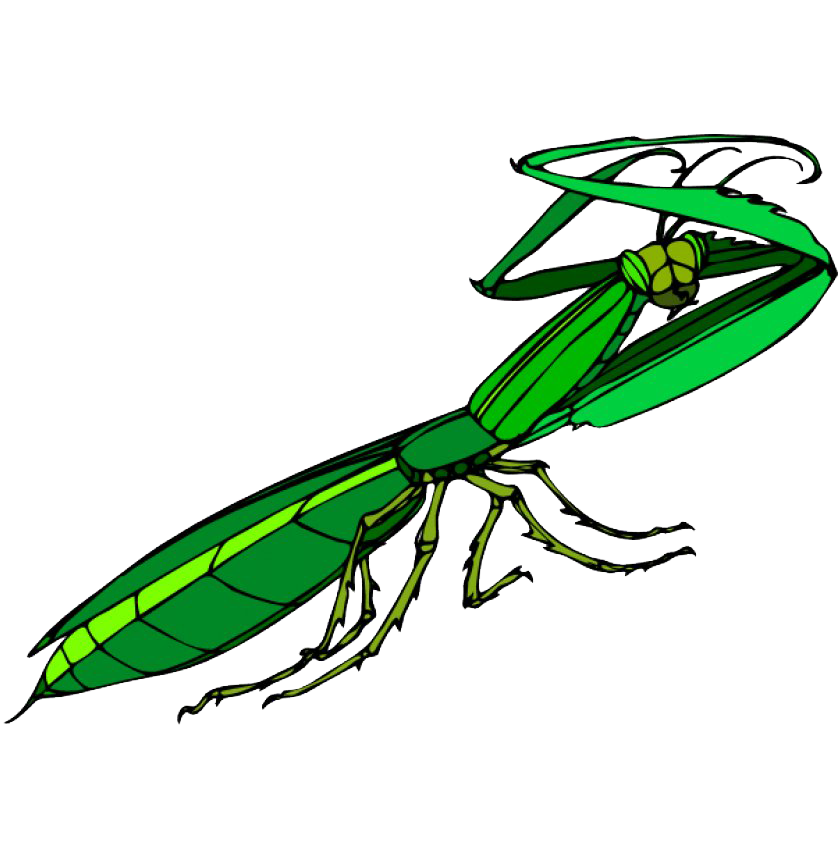 Praying Mantis Clipart