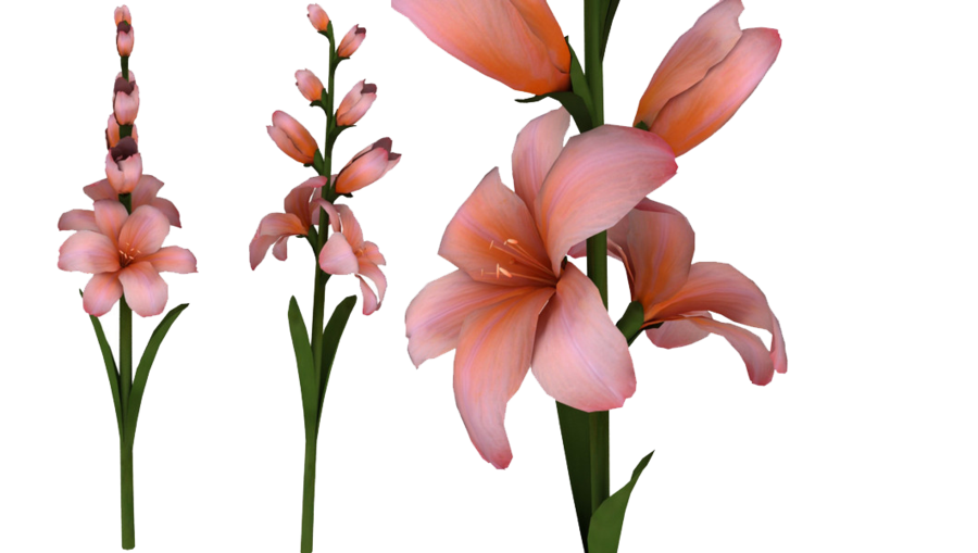 Pink Gladiolus Flowers Clipart